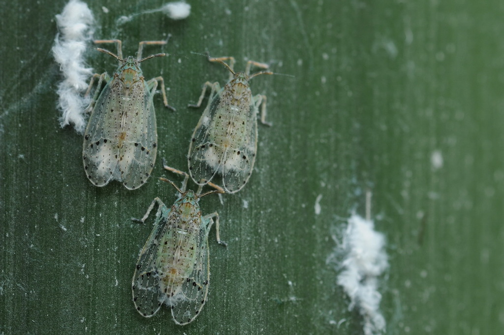Purohita circumcincta