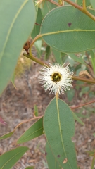 Eucalyptus cosmophylla
