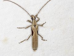 Uracanthus triangularis