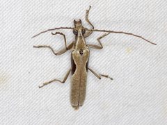 Uracanthus triangularis