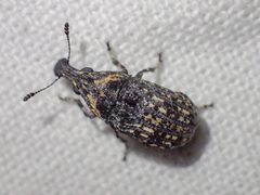 Taburnus tessellatus