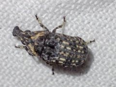 Taburnus tessellatus