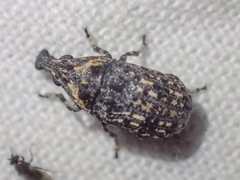 Taburnus tessellatus