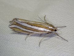 Hednota bivittella