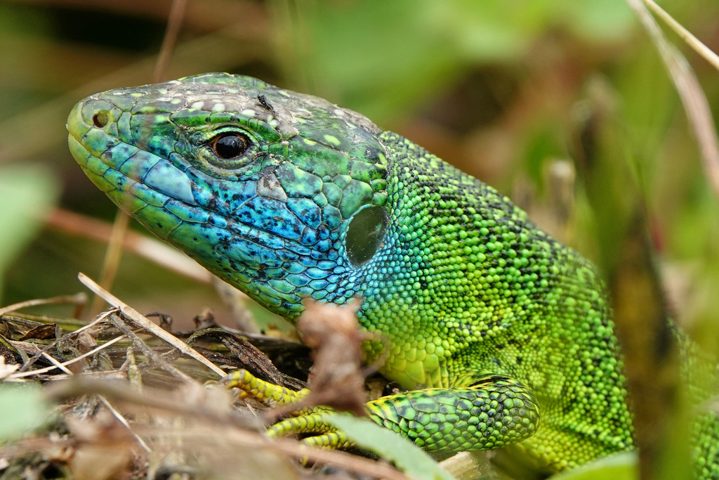 Western Green Lizard