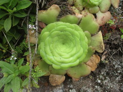 Aeonium canariense subsp. latifolium image