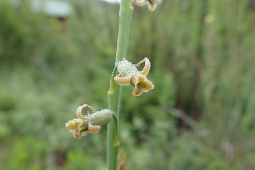 Image of Bigtoe Daintybells (Dipcadi gracillimum) by no rights reserved