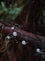 Mycena albidocapillaris