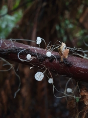 Mycena albidocapillaris