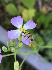 Diabrotica undecimpunctata