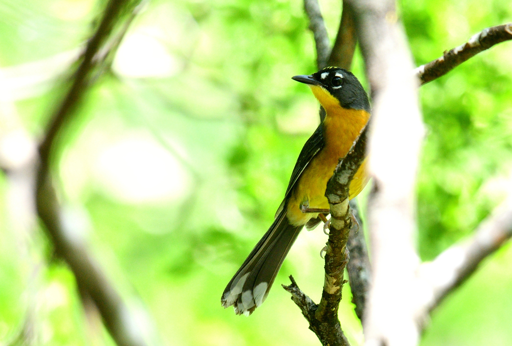 Fan-tailed Warbler from Linares, N.L., México on June 12, 2024 at 10:33 ...