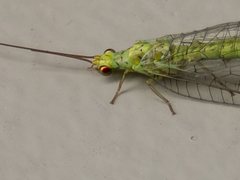 Plesiochrysa ramburi