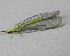 Plesiochrysa ramburi