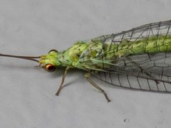 Plesiochrysa ramburi