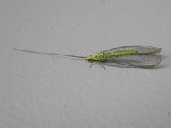 Plesiochrysa ramburi