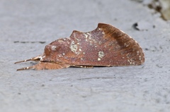 Hemiceratinae