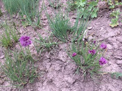 Allium przewalskianum