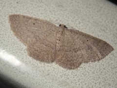 Poecilasthena anthodes