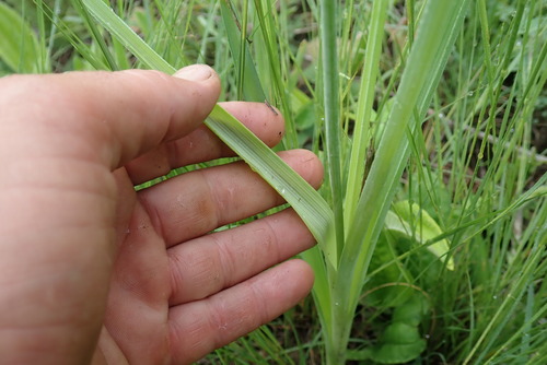 Image of Bigtoe Daintybells (Dipcadi gracillimum) by no rights reserved