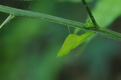 Leptosia nina niobe