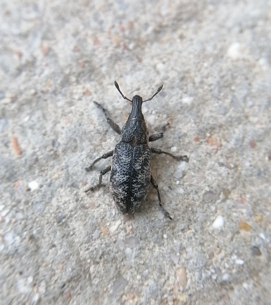 Cyphocleonus trisulcatus