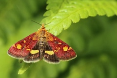 Pyrausta aurata