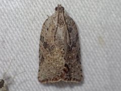 Meritastis laganodes