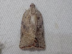 Meritastis laganodes