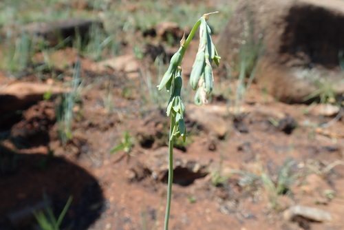 Image of Dipcadi marlothii by no rights reserved