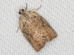 Meritastis laganodes
