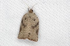 Meritastis laganodes