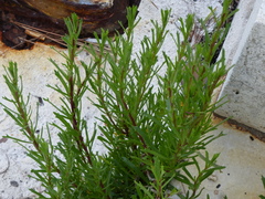 Limbarda crithmoides longifolia