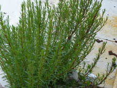 Limbarda crithmoides longifolia