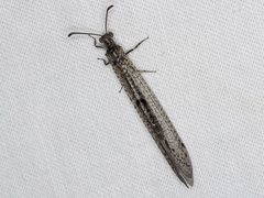 Bandidus vafer