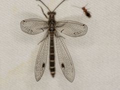 Bandidus vafer