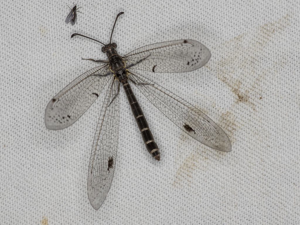Bandidus vafer