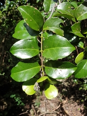 Loeseneriella rubiginosa image