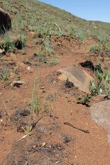 Dipcadi marlothii