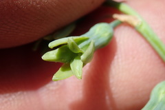 Dipcadi marlothii