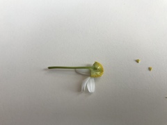 Matricaria chamomilla