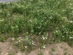 Matricaria chamomilla