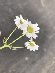 Matricaria chamomilla