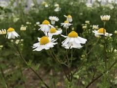 Matricaria chamomilla