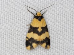 Thallarcha chrysochares