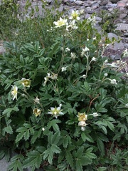 Farinopsis salesoviana