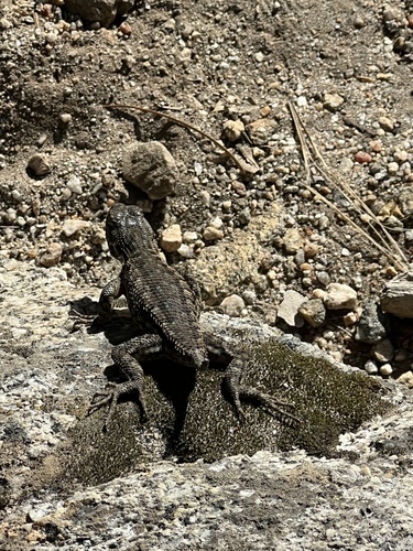 iNaturalist observation photo of Western Fence Lizard