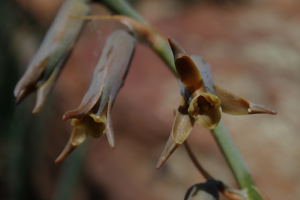 Dipcadi rigidifolium, Ehlanzeni, South Africa