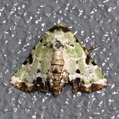 Chytonix
