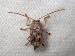 Aporocera