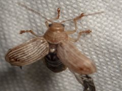 Aporocera